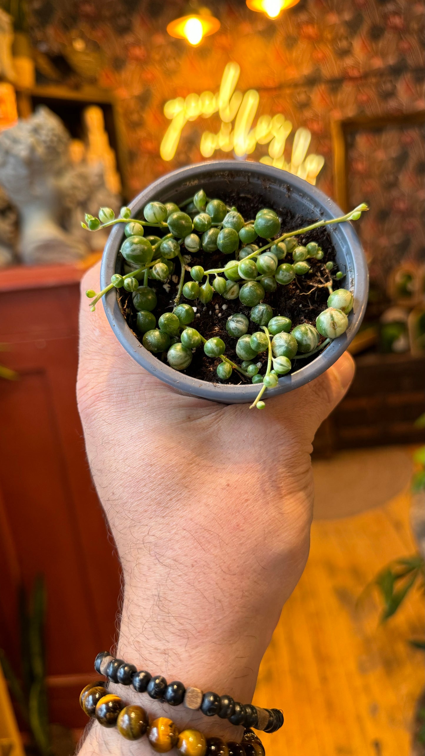 3.5” String of Pearls Variegated