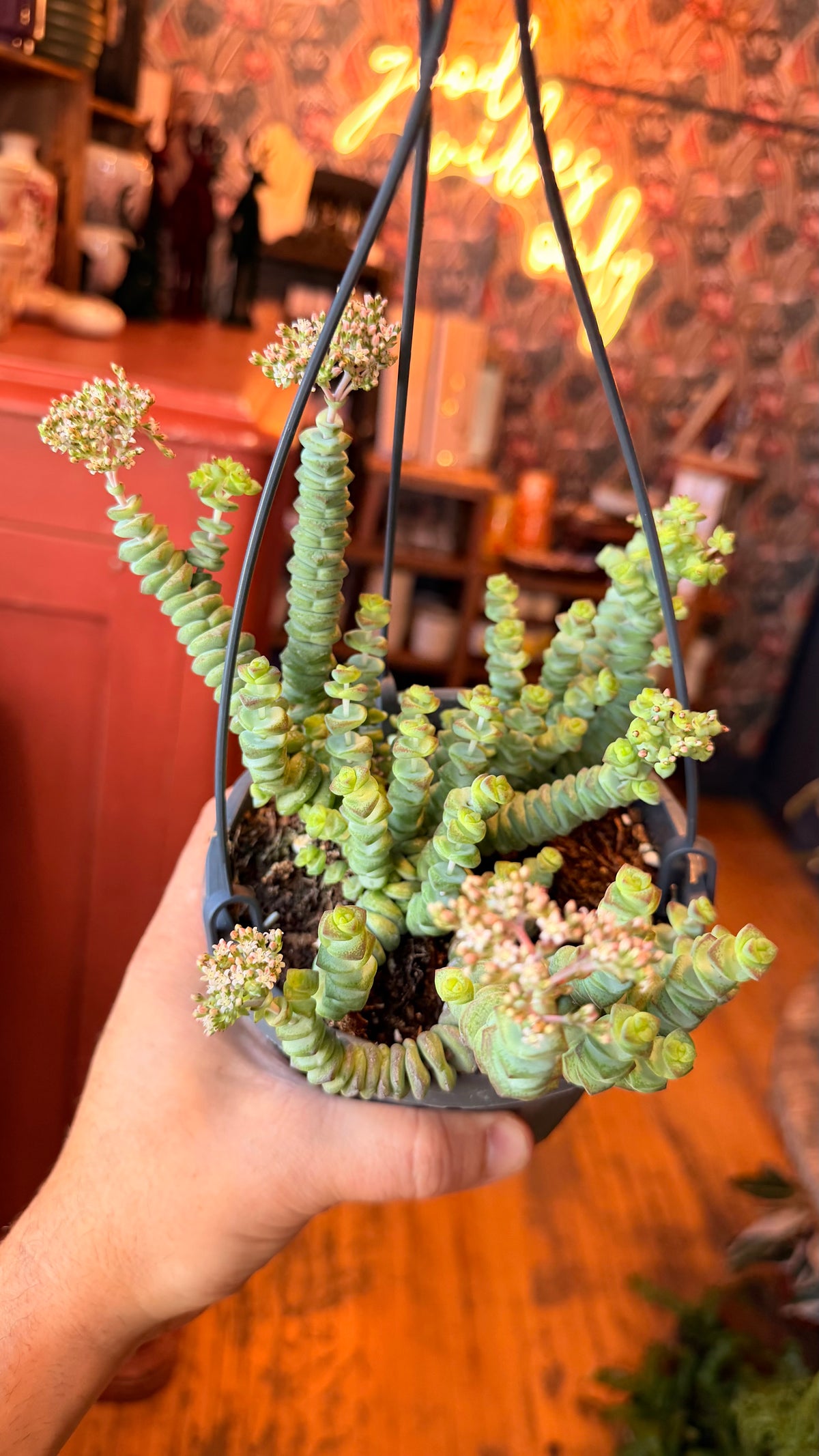 6” String of Buttons
