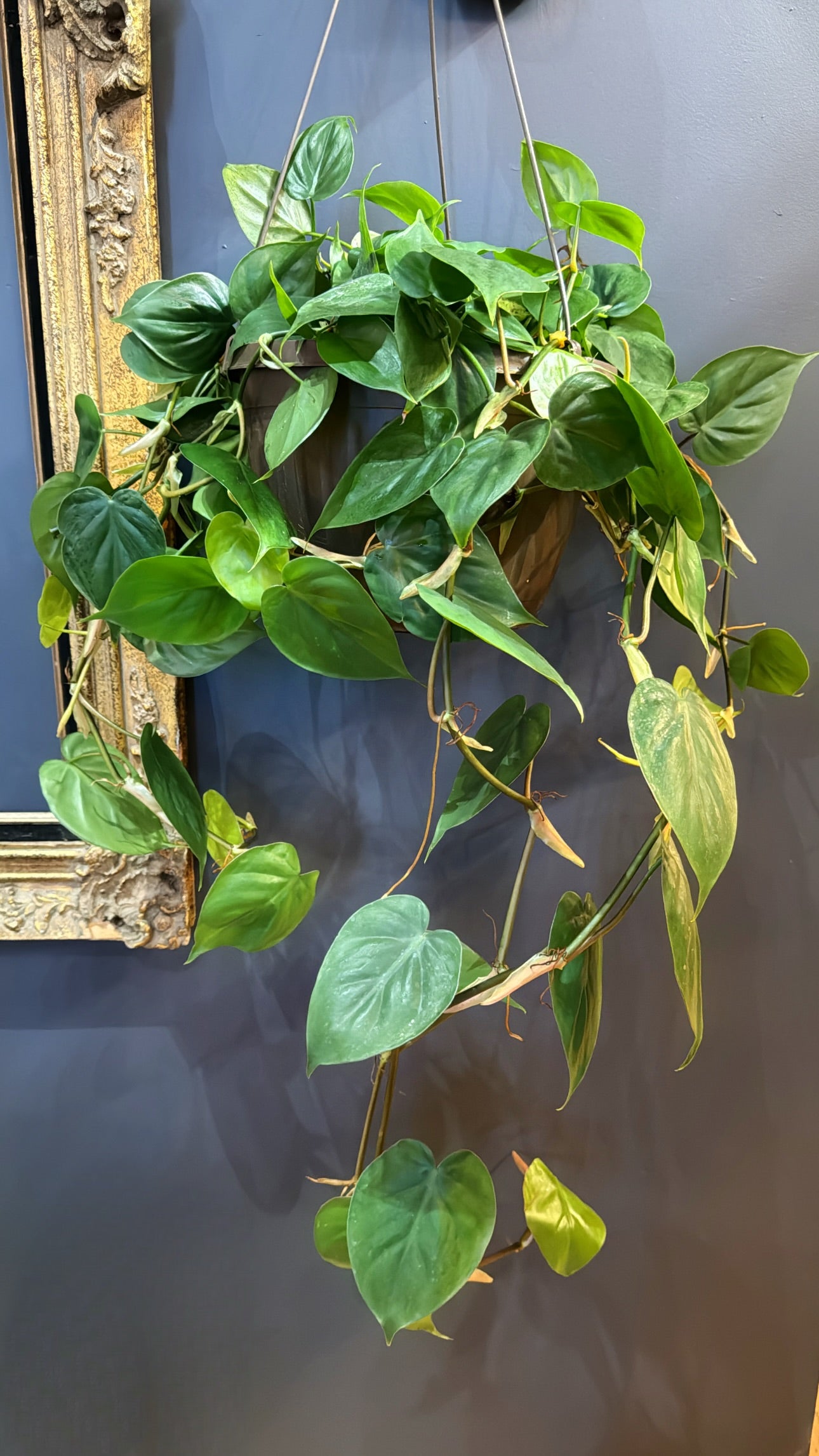 10” Cordatum Green Philodendron