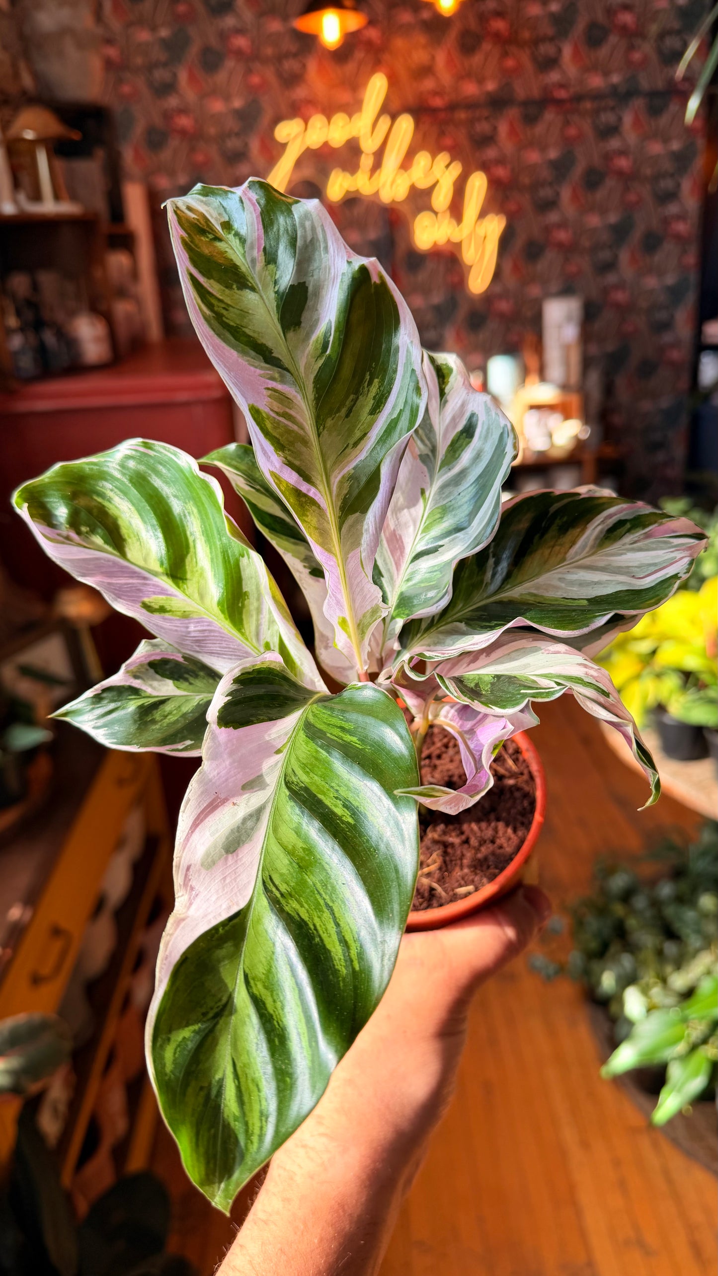 4” Stella Calathea