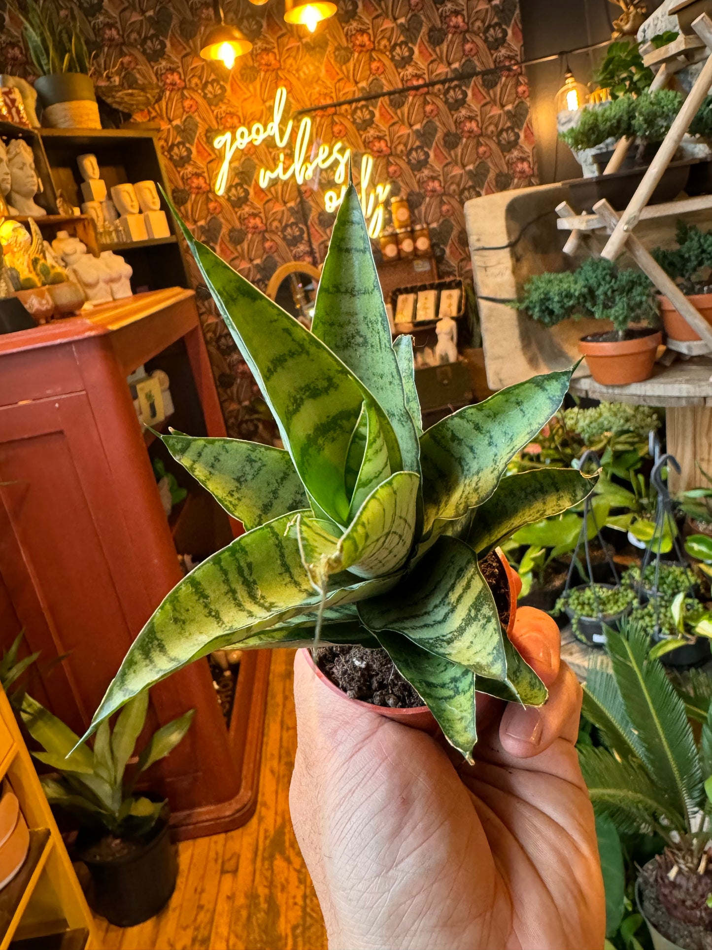 2.5” Tough Lady Snake Plant