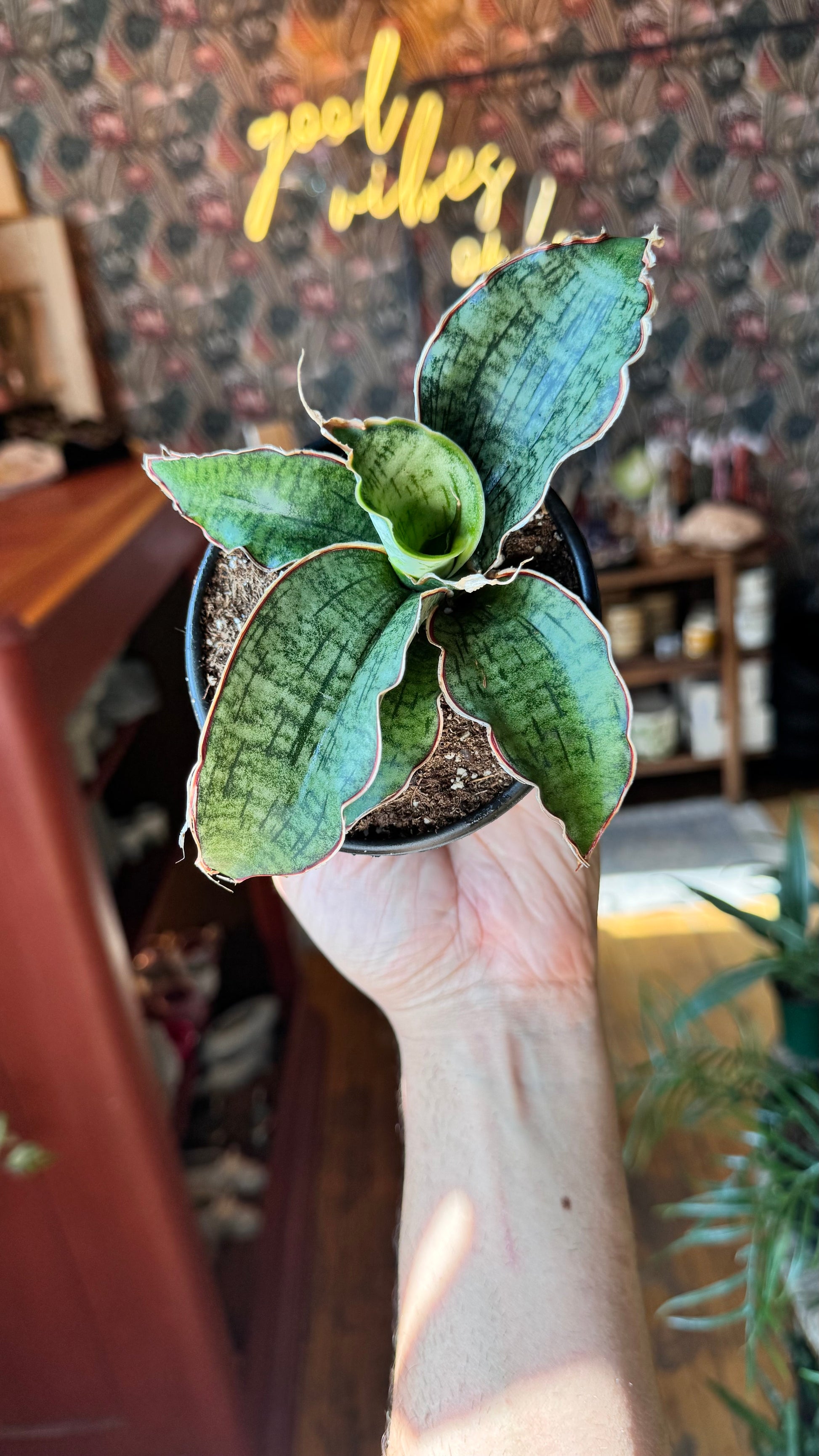 snake plant blue 4” Kirkii Blue Snake Plant