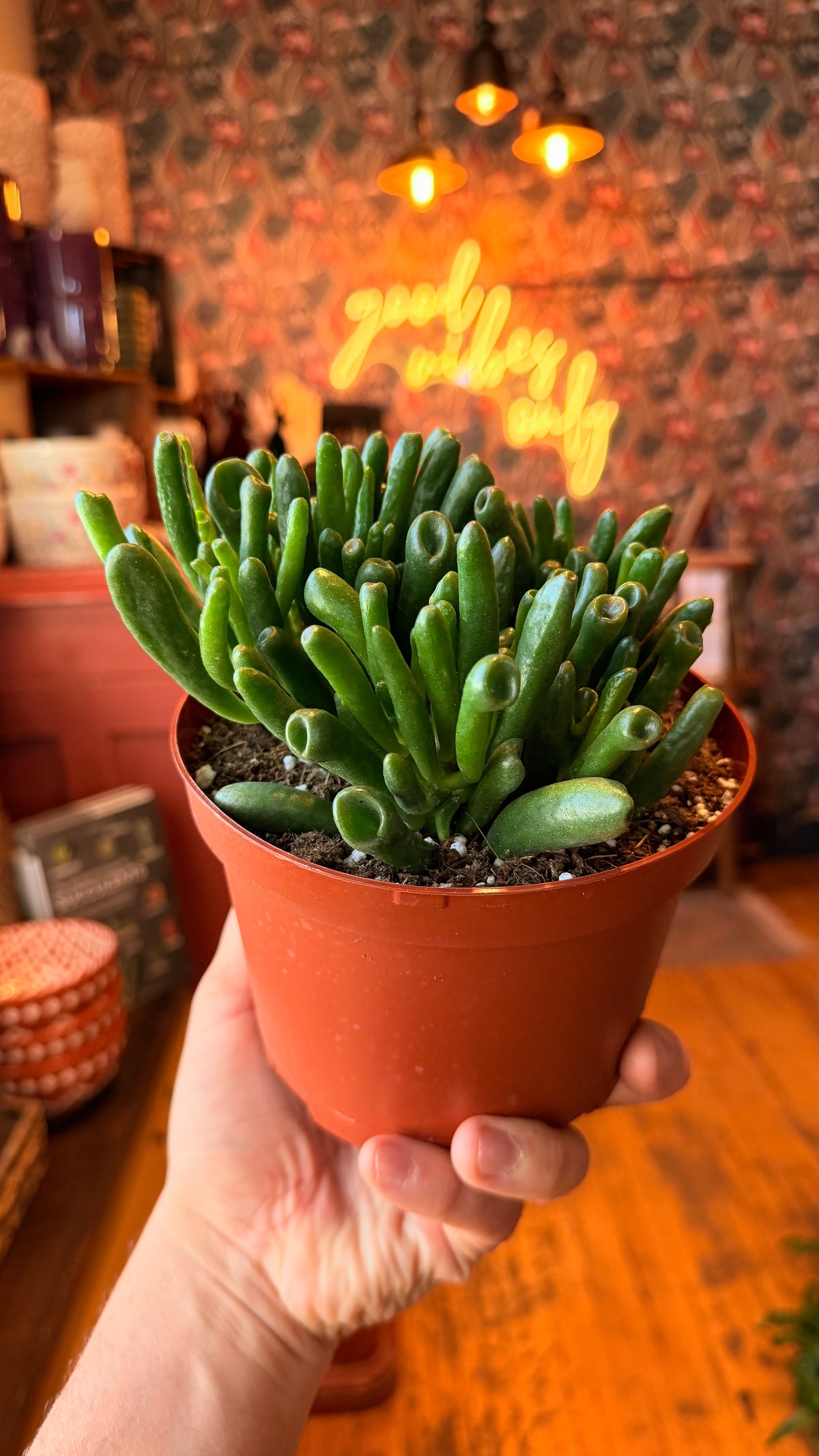 6” Horntree Jade Plant
