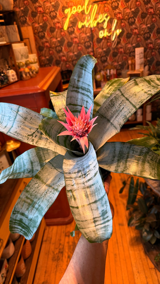 6” Silver Vase Bromeliad