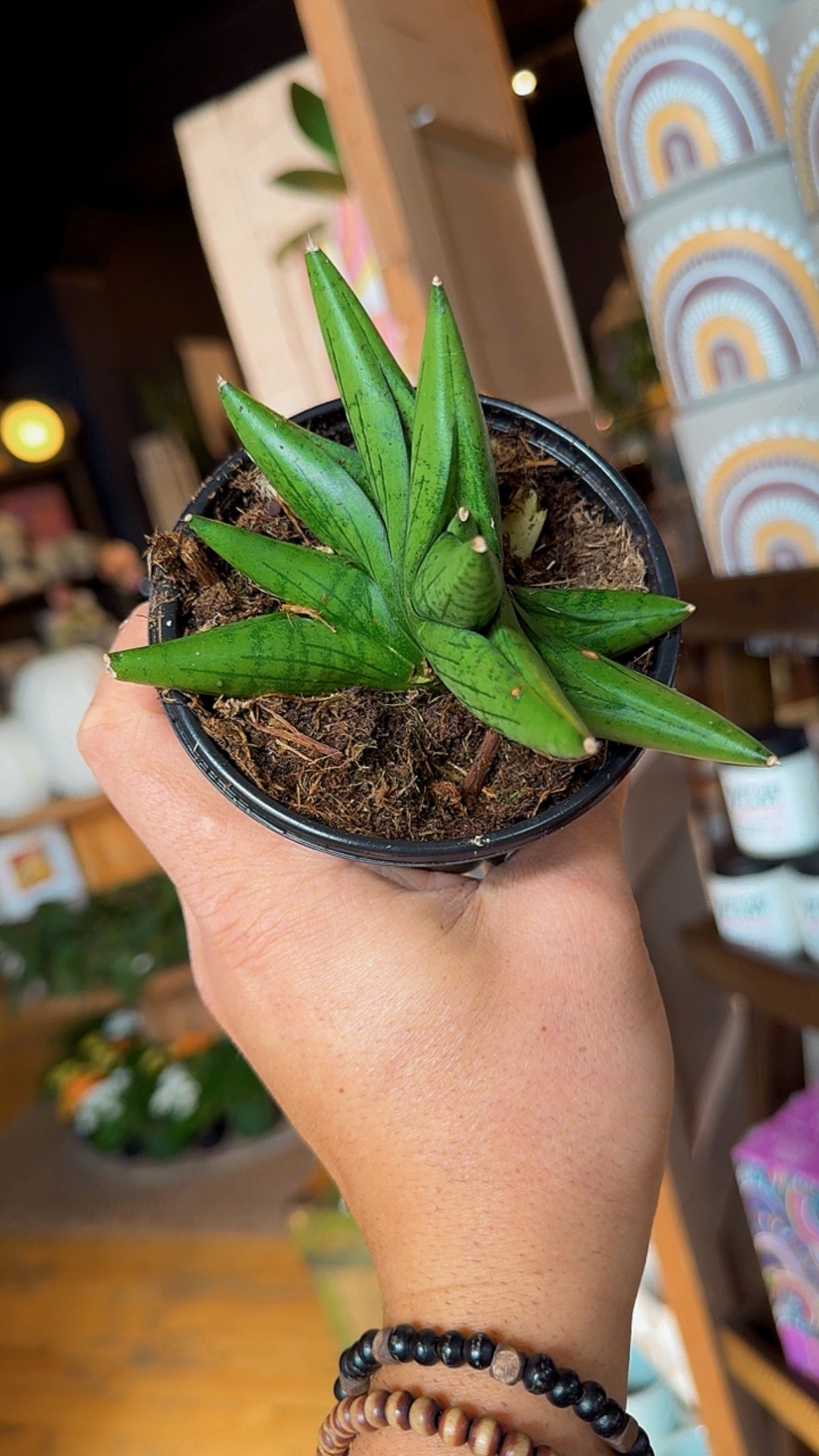 4” Boncel Swirl Snake Plant