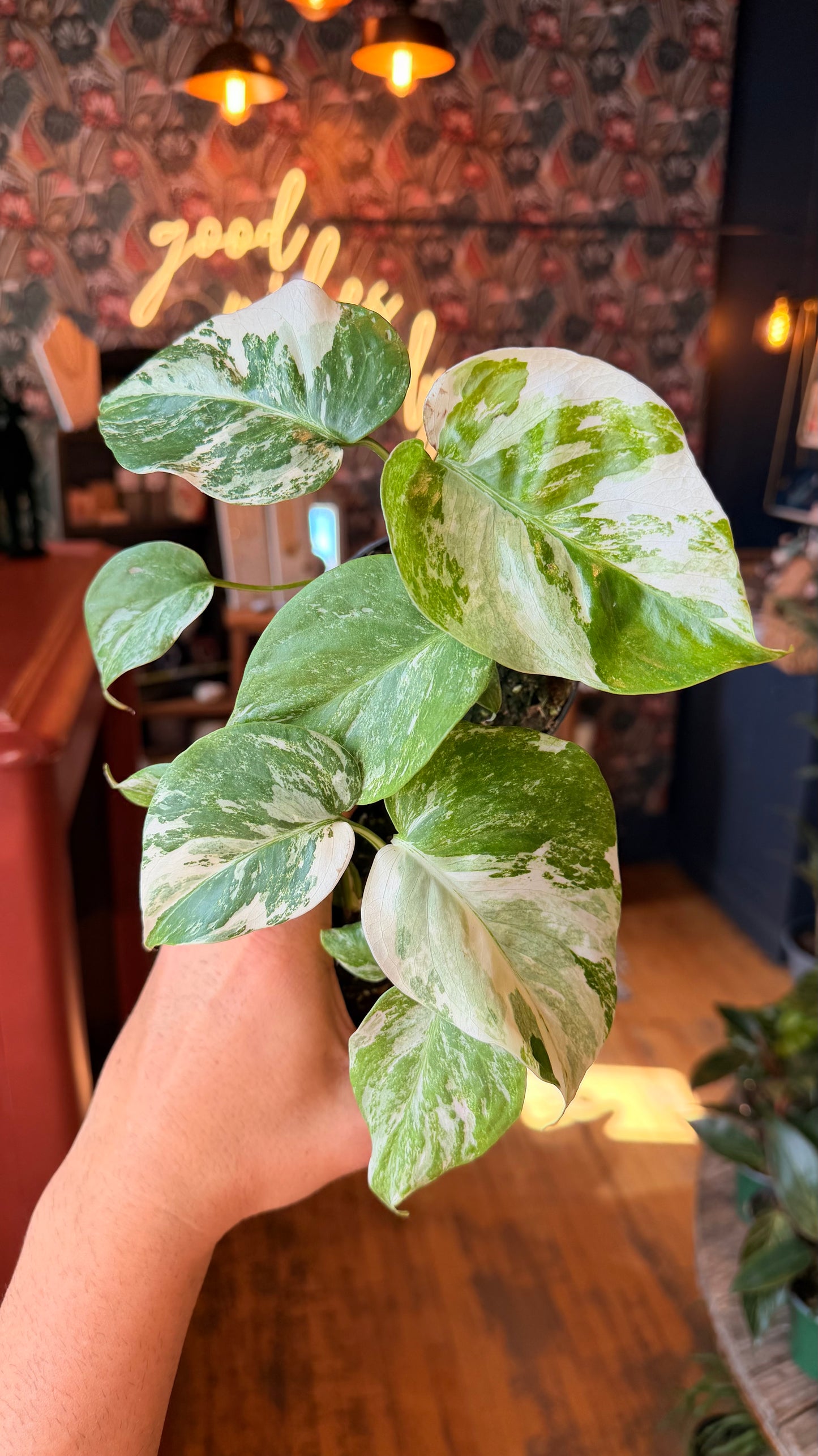 4” Monstera Borsigiana Albo