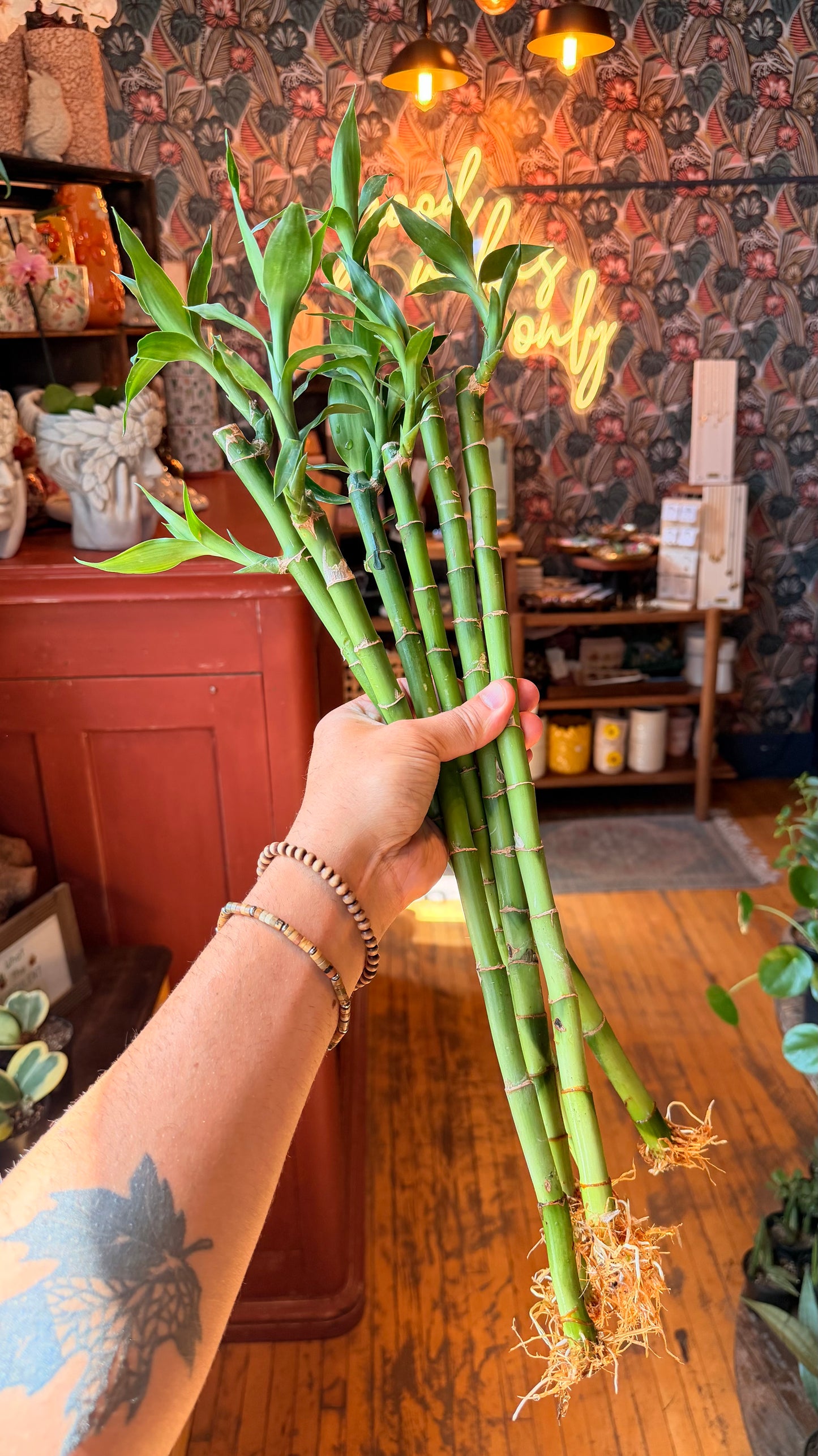 Lucky Bamboo Stems