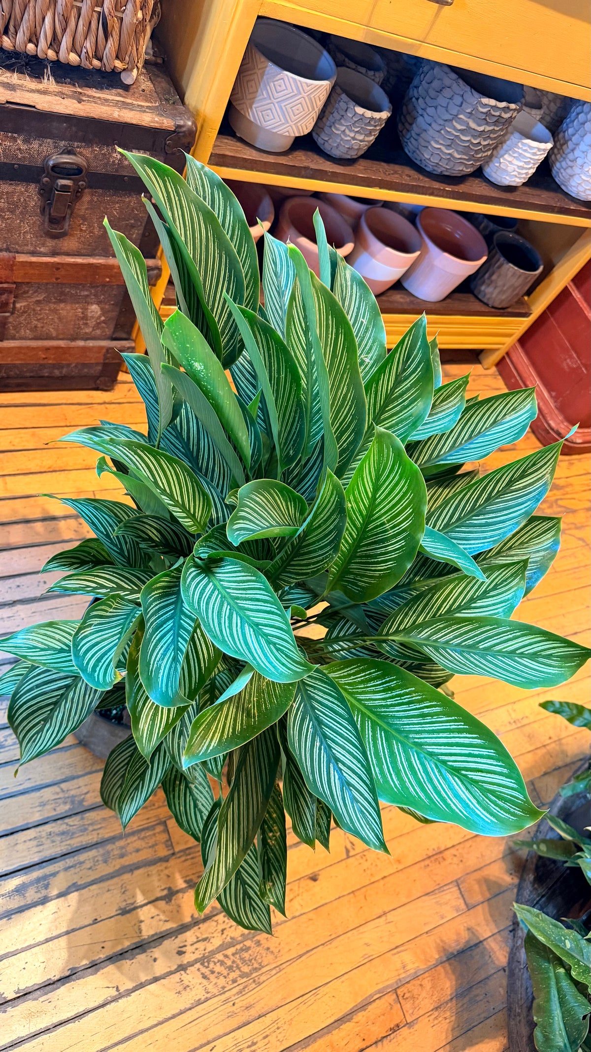 10” Vitatta Calathea
