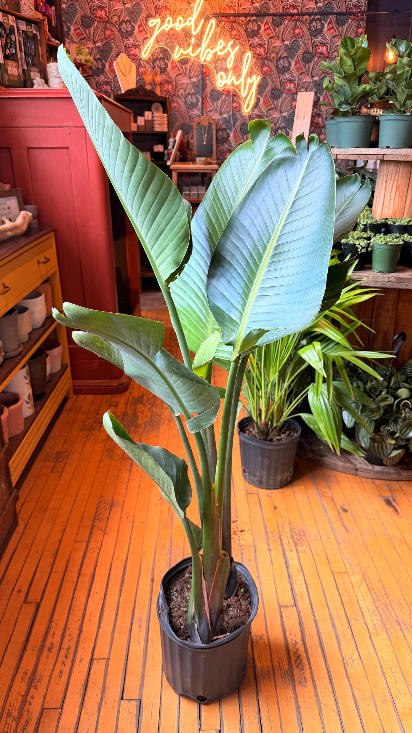 10” Birds of Paradise White