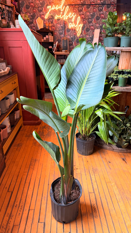 10” Birds of Paradise White
