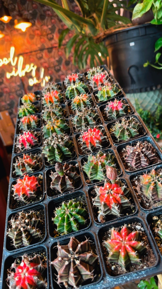 2.5” Gymnocalycium Mihanovichii Variegated