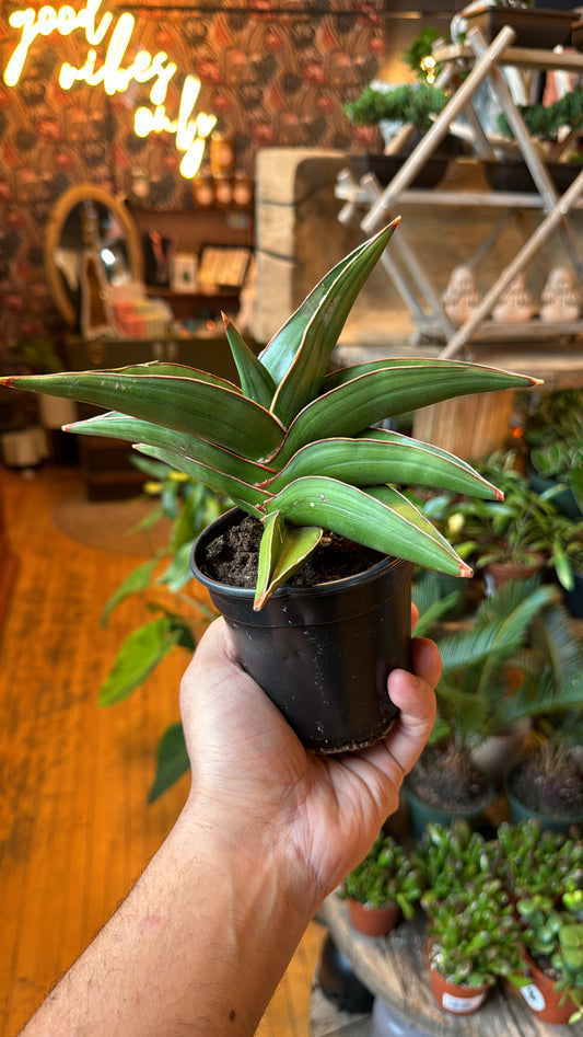 4” Samurai Snake Plant