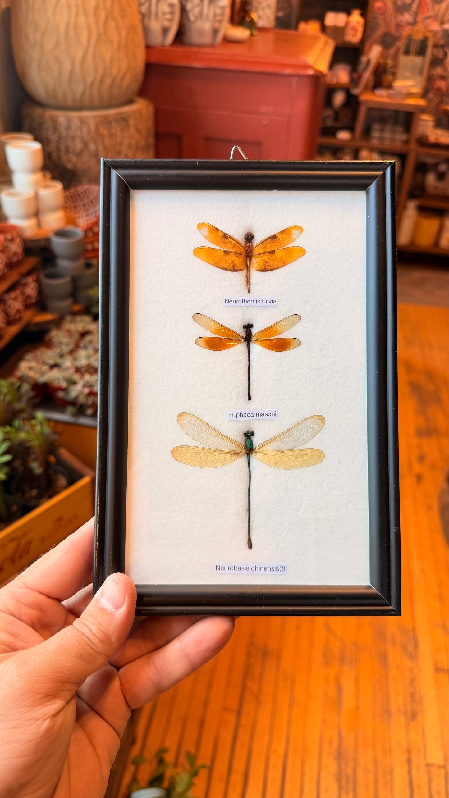 3 Piece Dragonfly Specimens