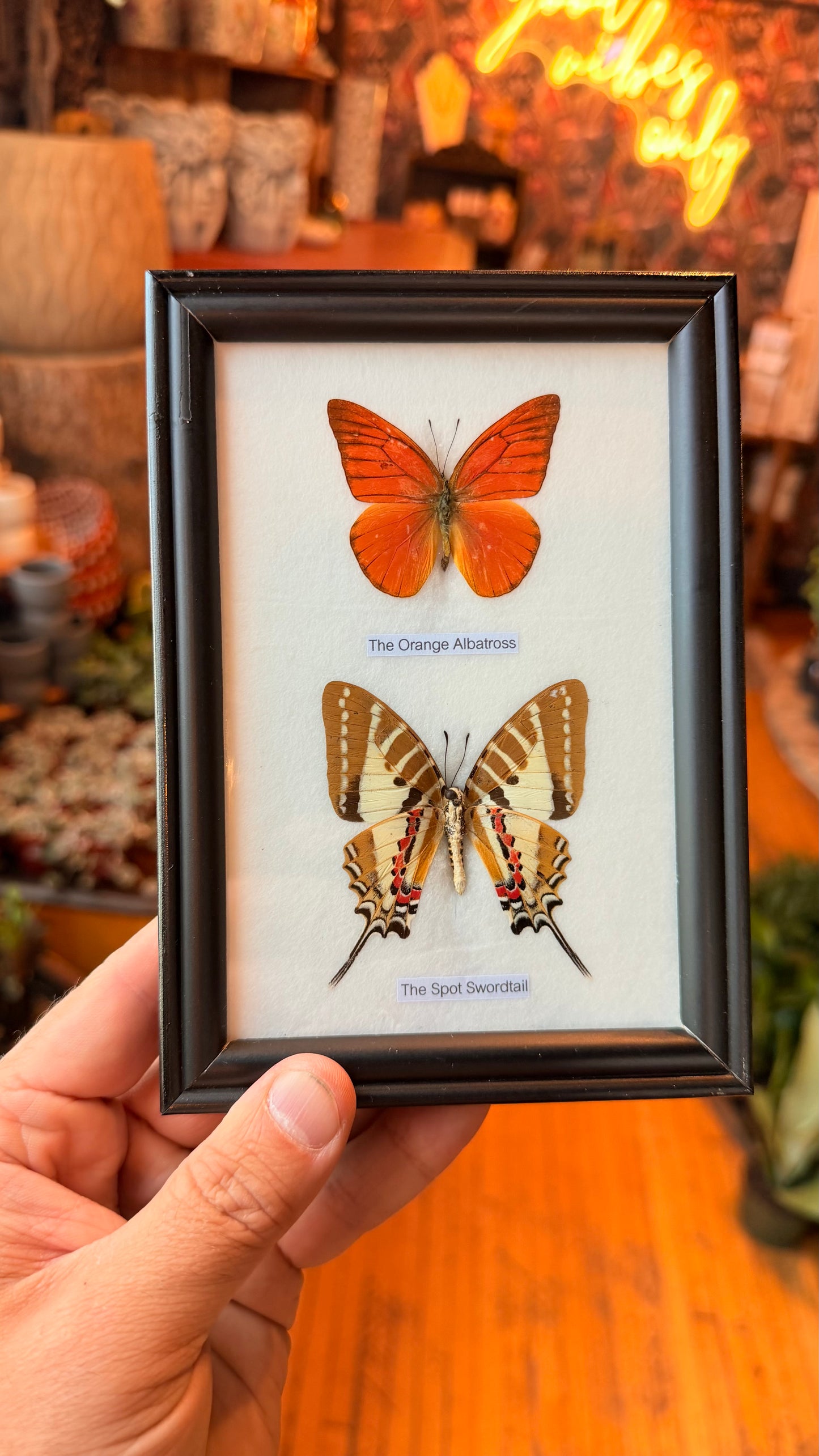 2 Piece Butterfly Specimen