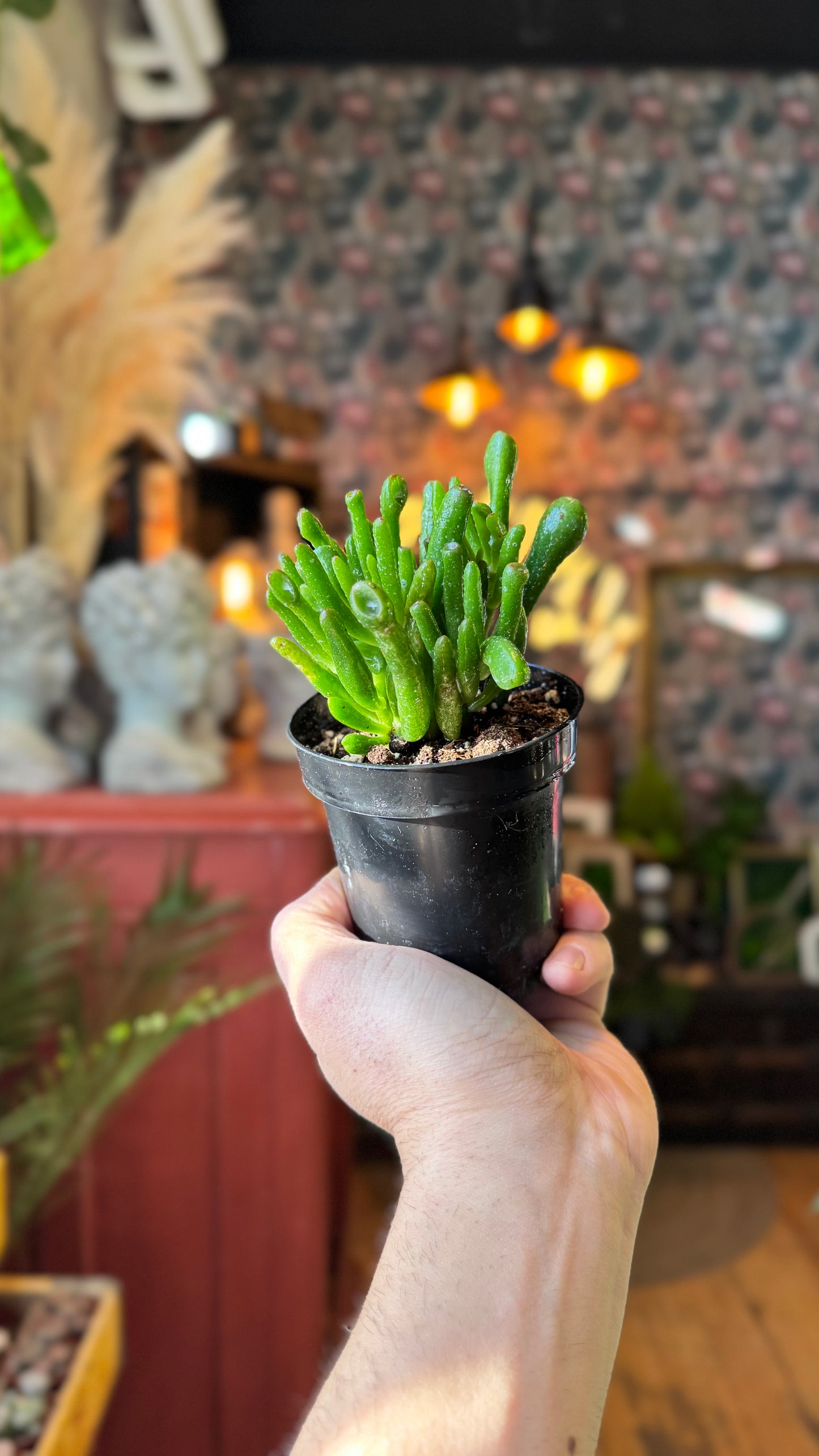 3.5” Ogre Ear Jade Plant