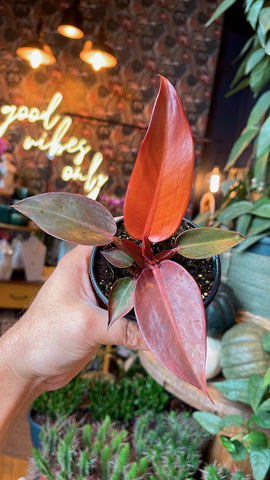4” Red Sun Philodendron