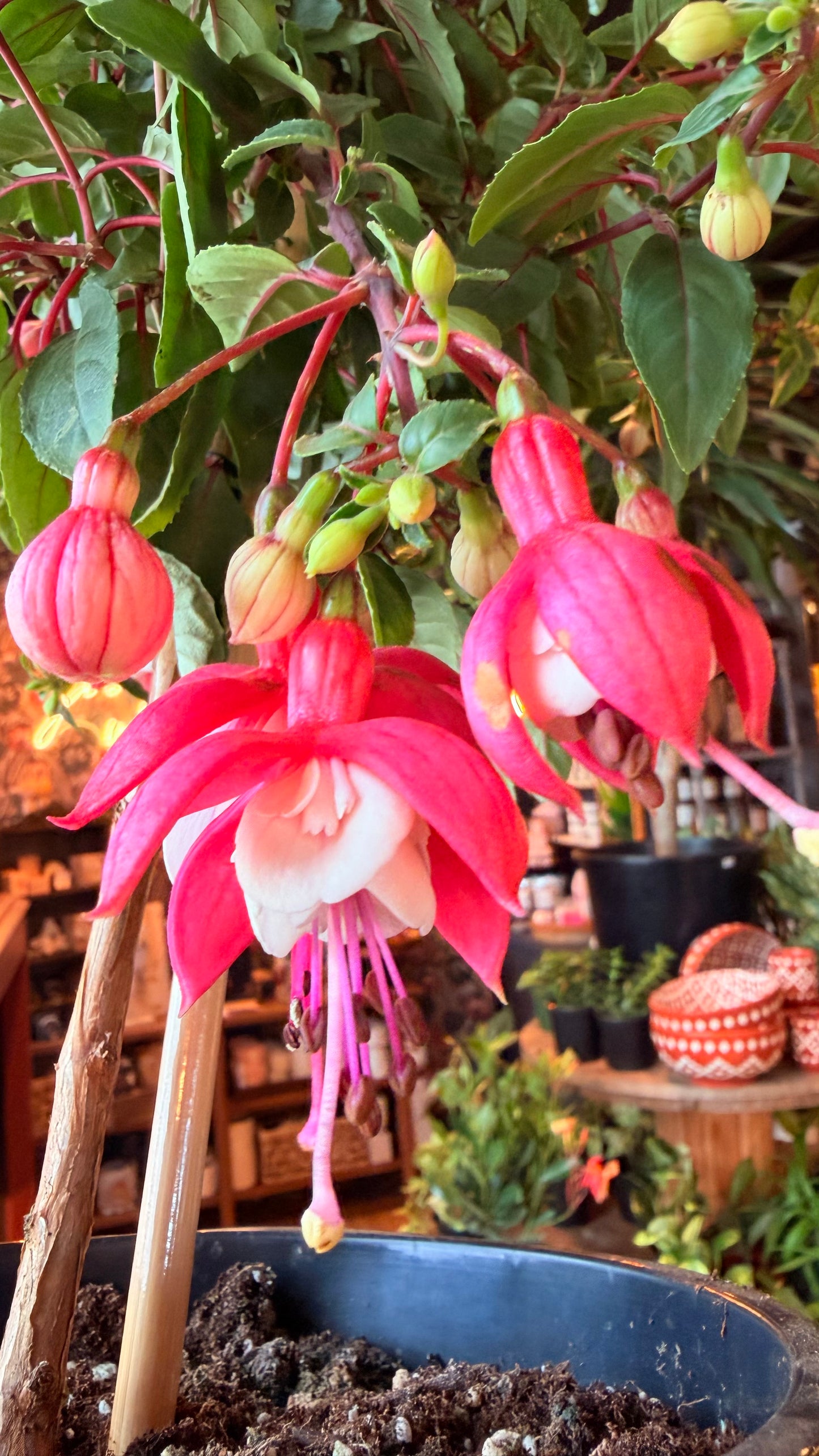 8” Fuchsia Tree Standard
