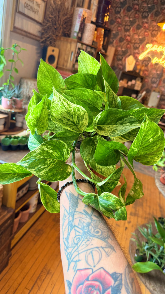 6” Marble Queen Pothos