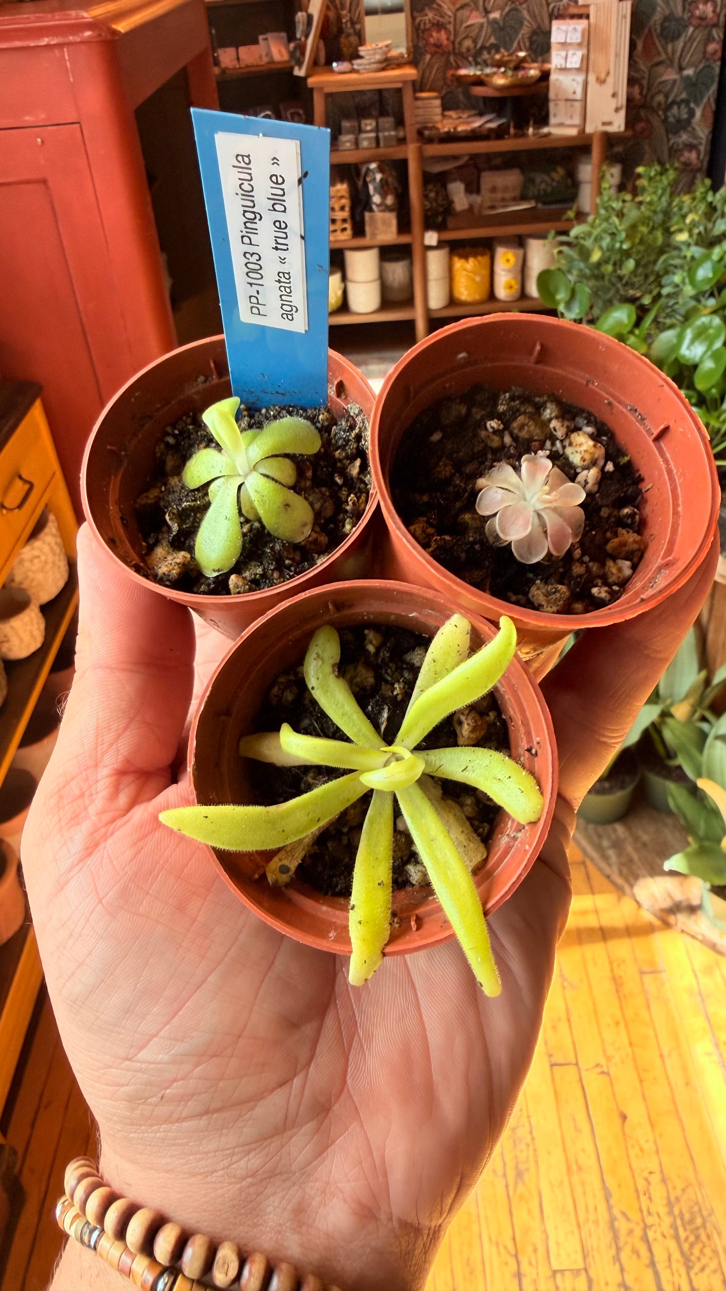 2.5” Assorted Butterworts