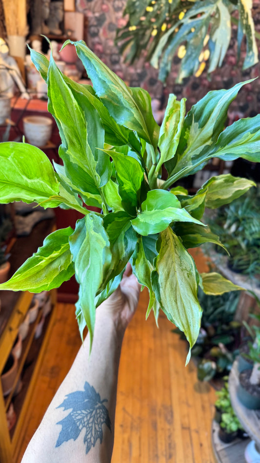 6” Spathonema Aglaonema