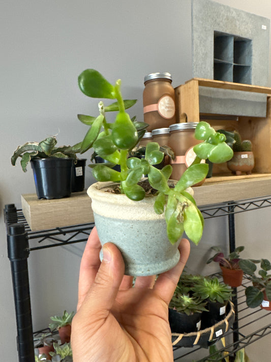 Blue Clay Succulent Arrangement