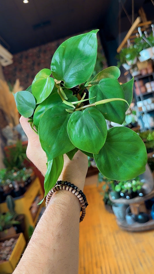 4” Cordatum Green Philodendron