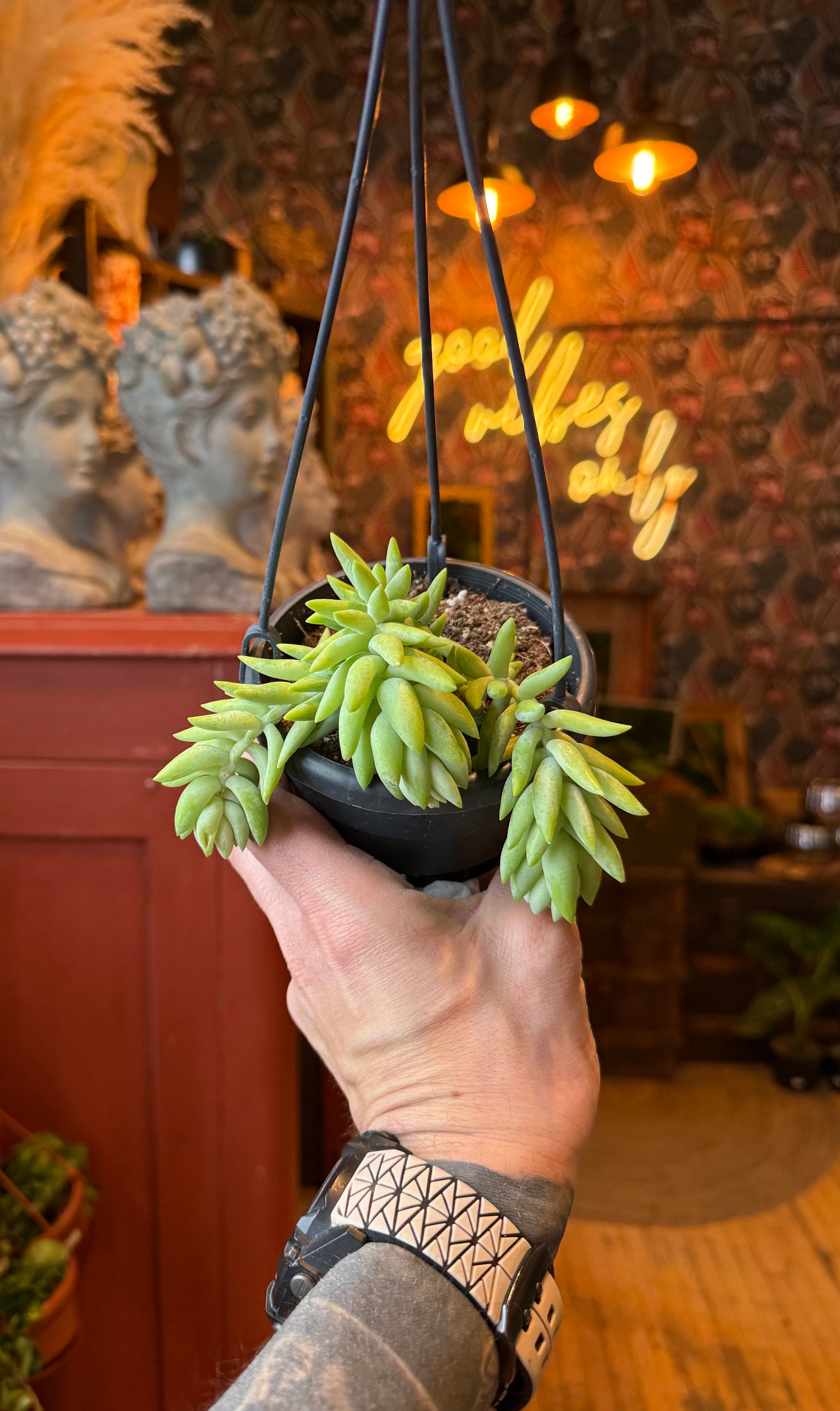 4” Burrow’s Tail Succulent ‘Long Leaf’