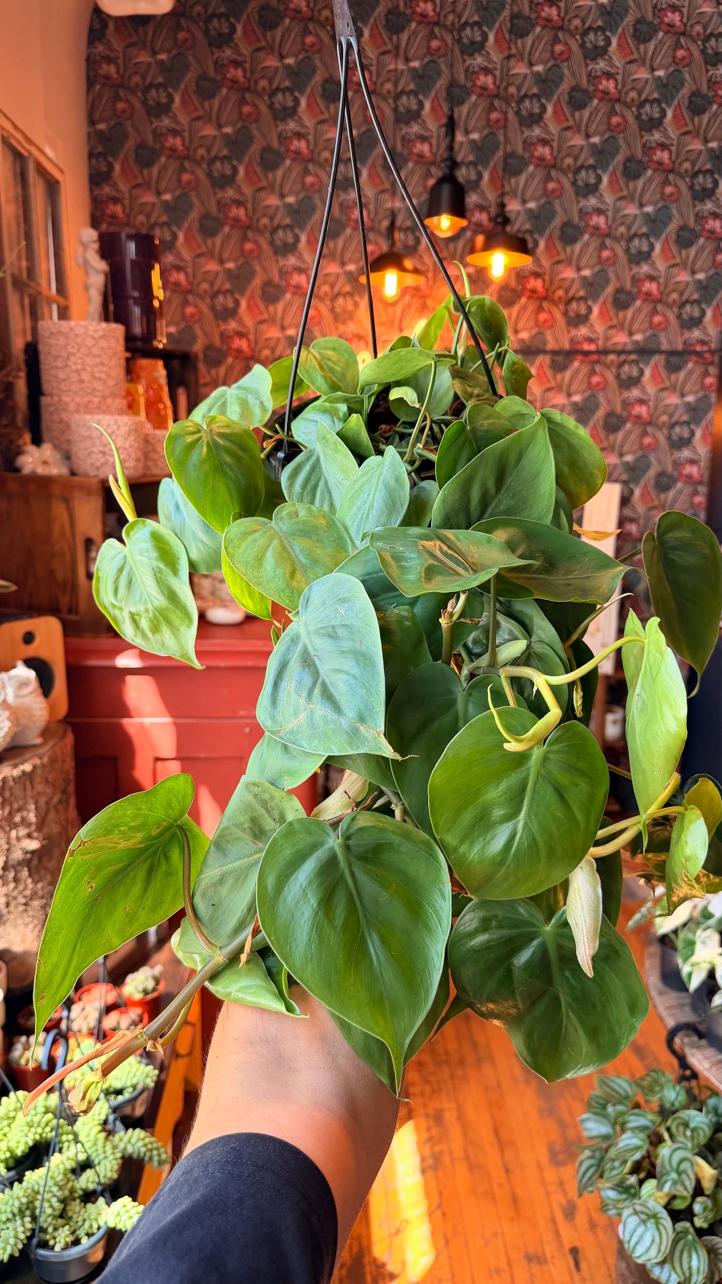 8” Cordatum Green Philodendron