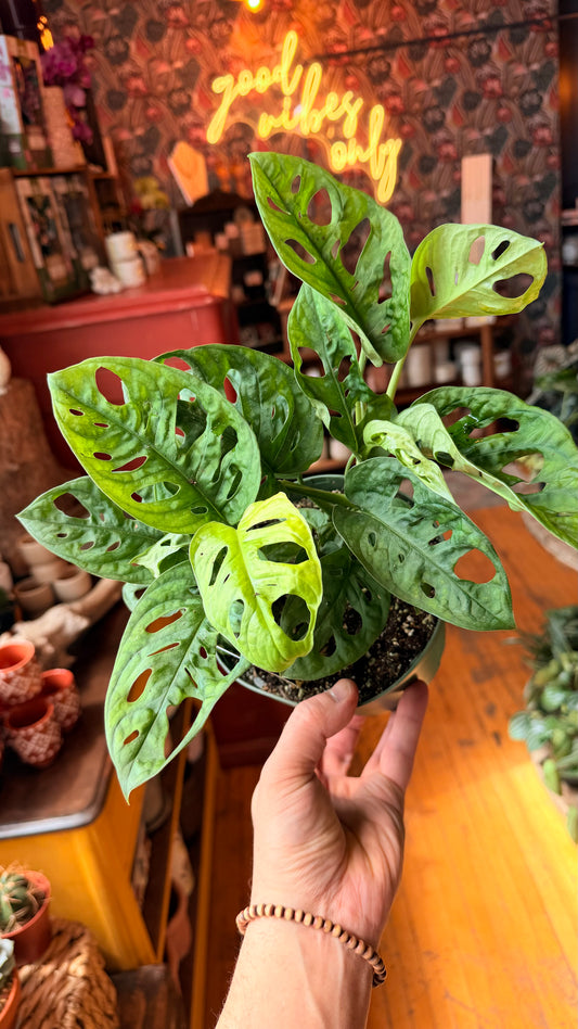 6” Swiss Cheese Plant ‘Wide Leaf’