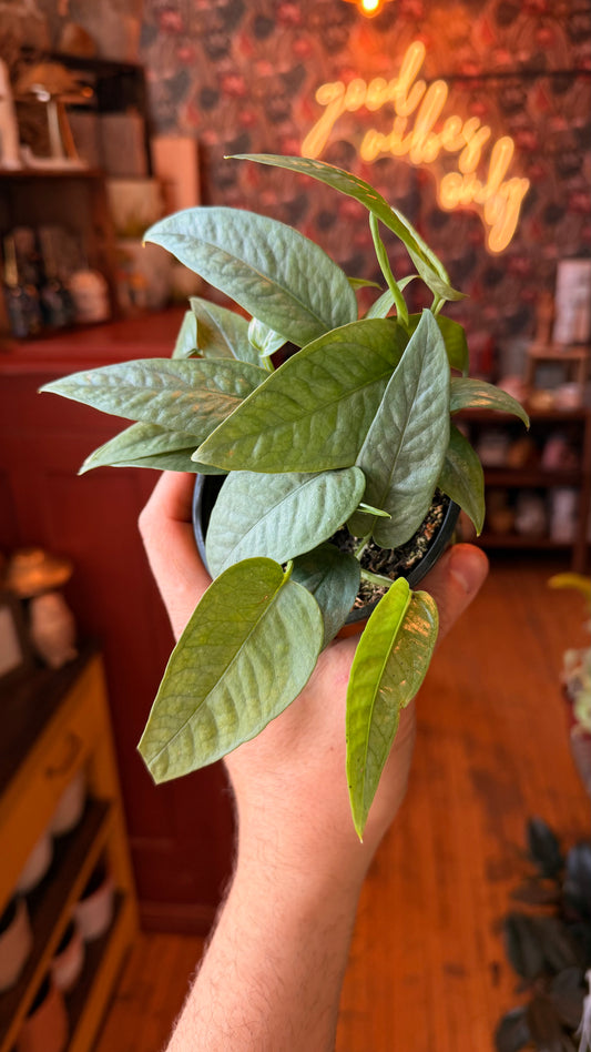 4” Cebu Blue Pothos