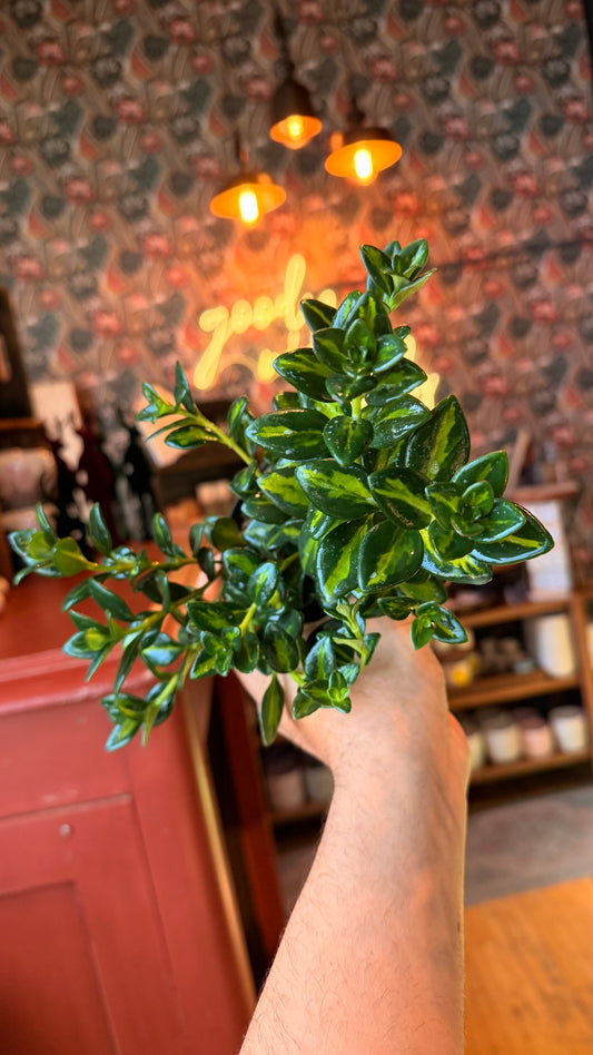 4” Neon Variegated Goldfish Plant