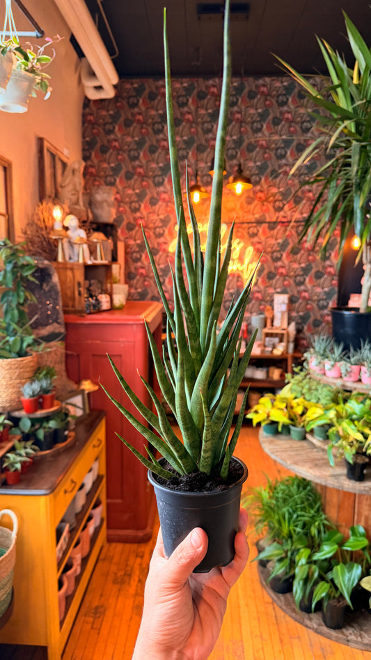 4” Tom Gracilis Snake Plant