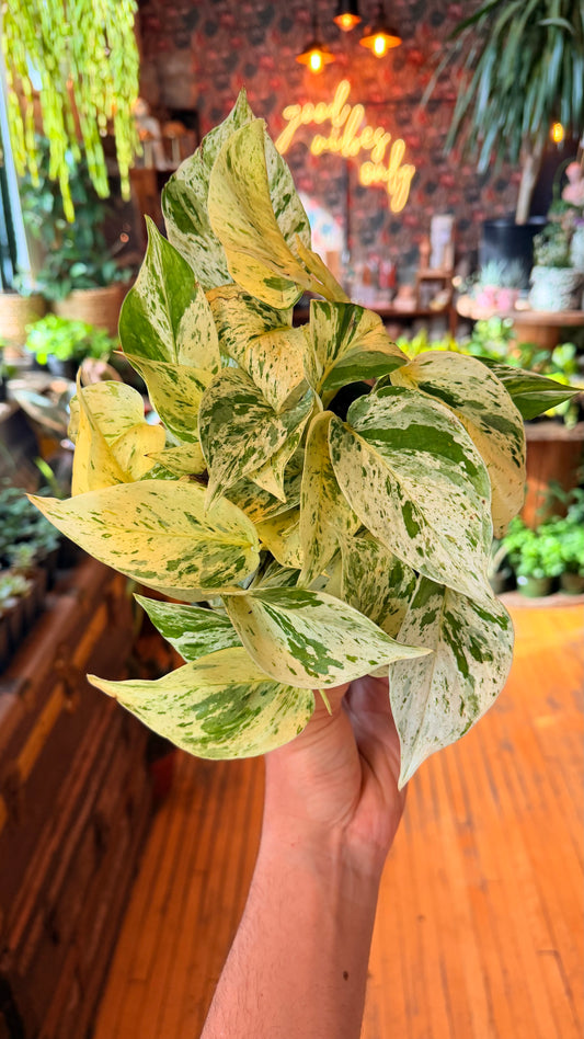 6” Snow Queen Pothos