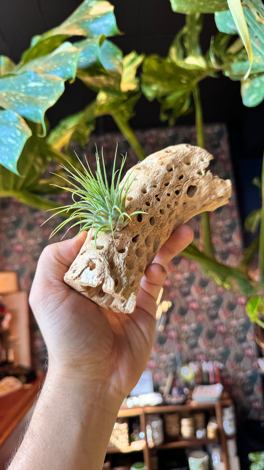 Cholla Wood Large - Airplant Holder