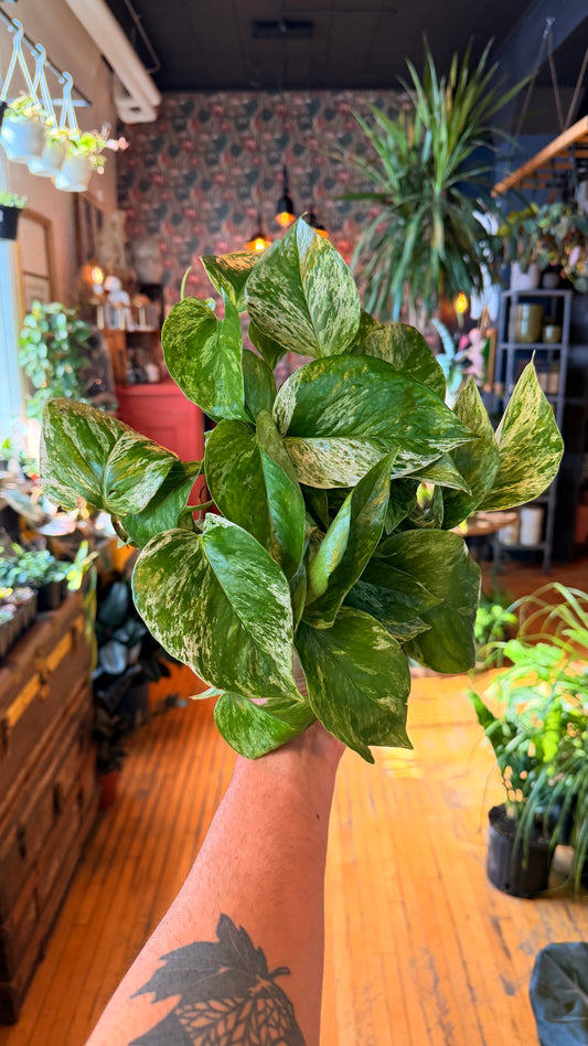 6” Marble Queen Pothos