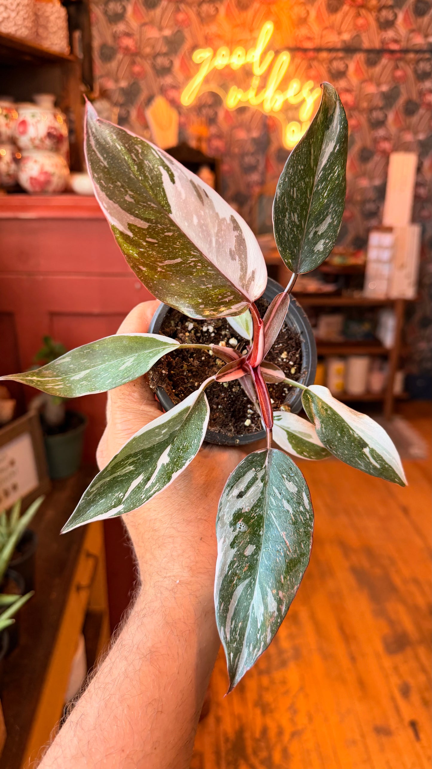 4” Red Anderson Philodendron