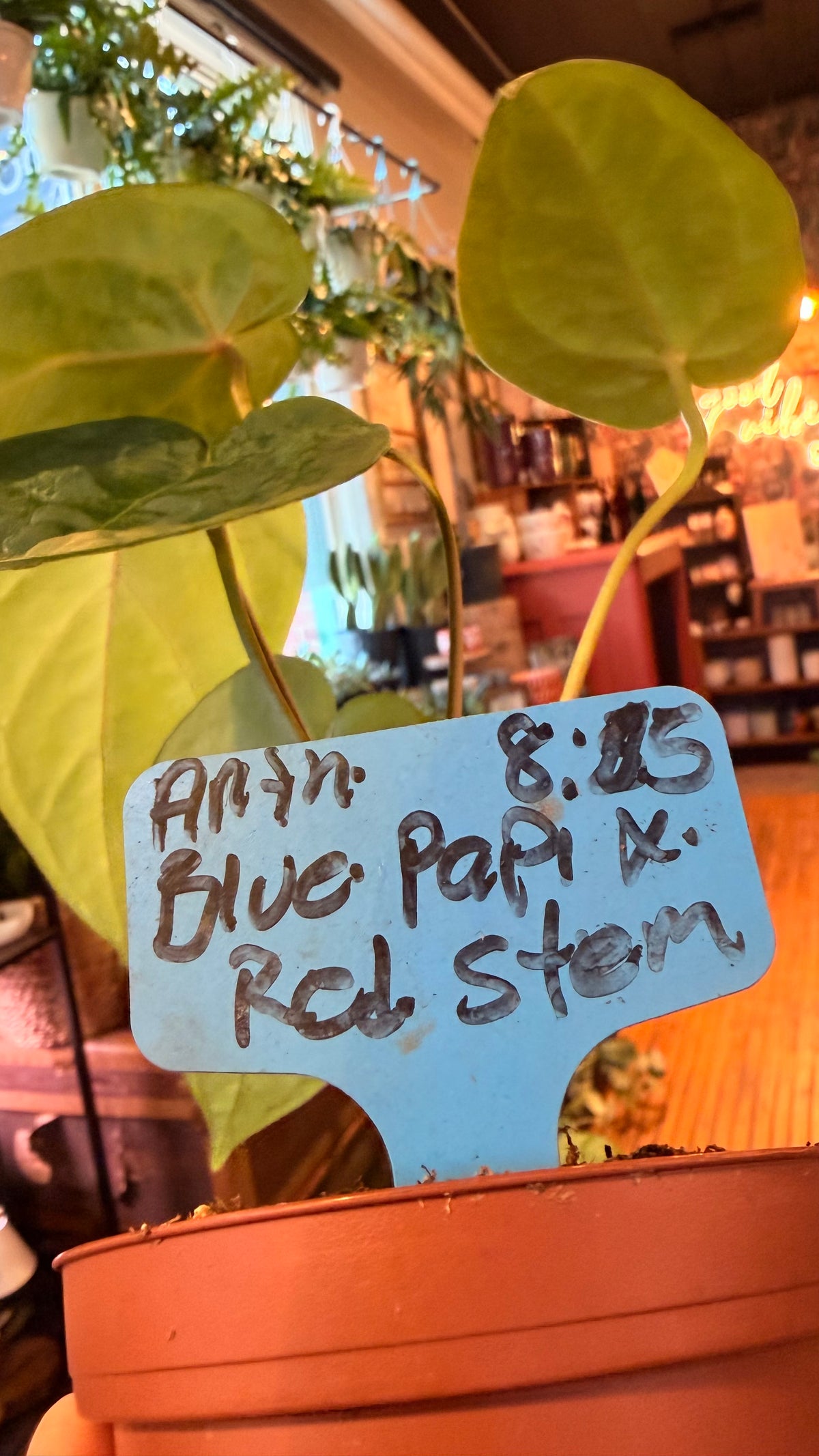 4” Anthurium Hybrid Blue Papi X Red Stem