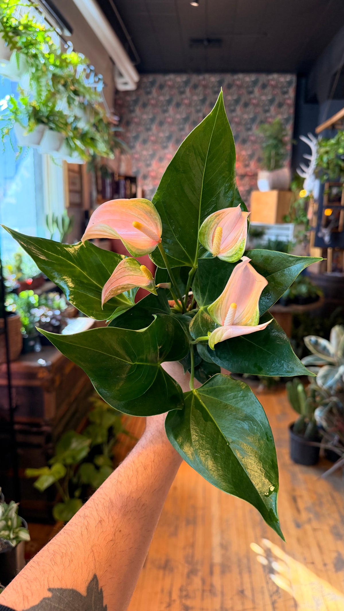 4” Fuzzy Peach Joli Anthurium