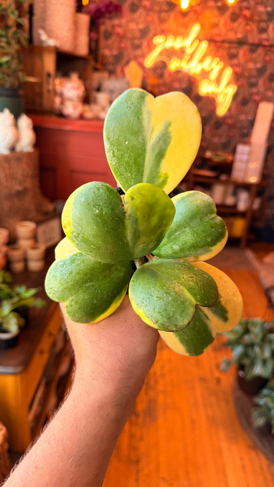 4” Albo Kerrii Hoya