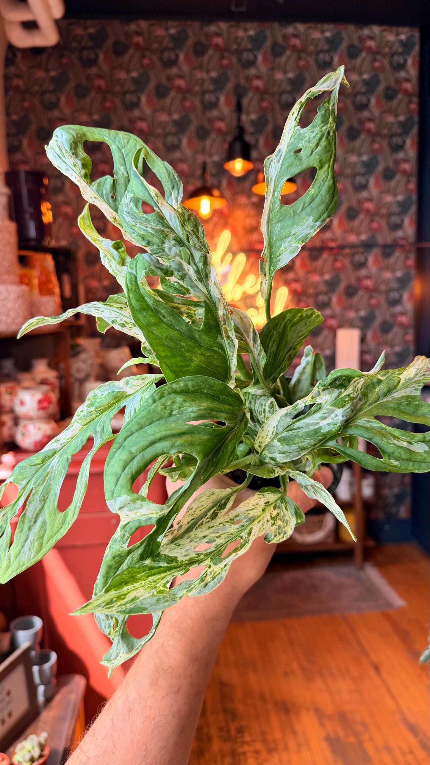 4” Variegated Mint Swiss Cheese Plant