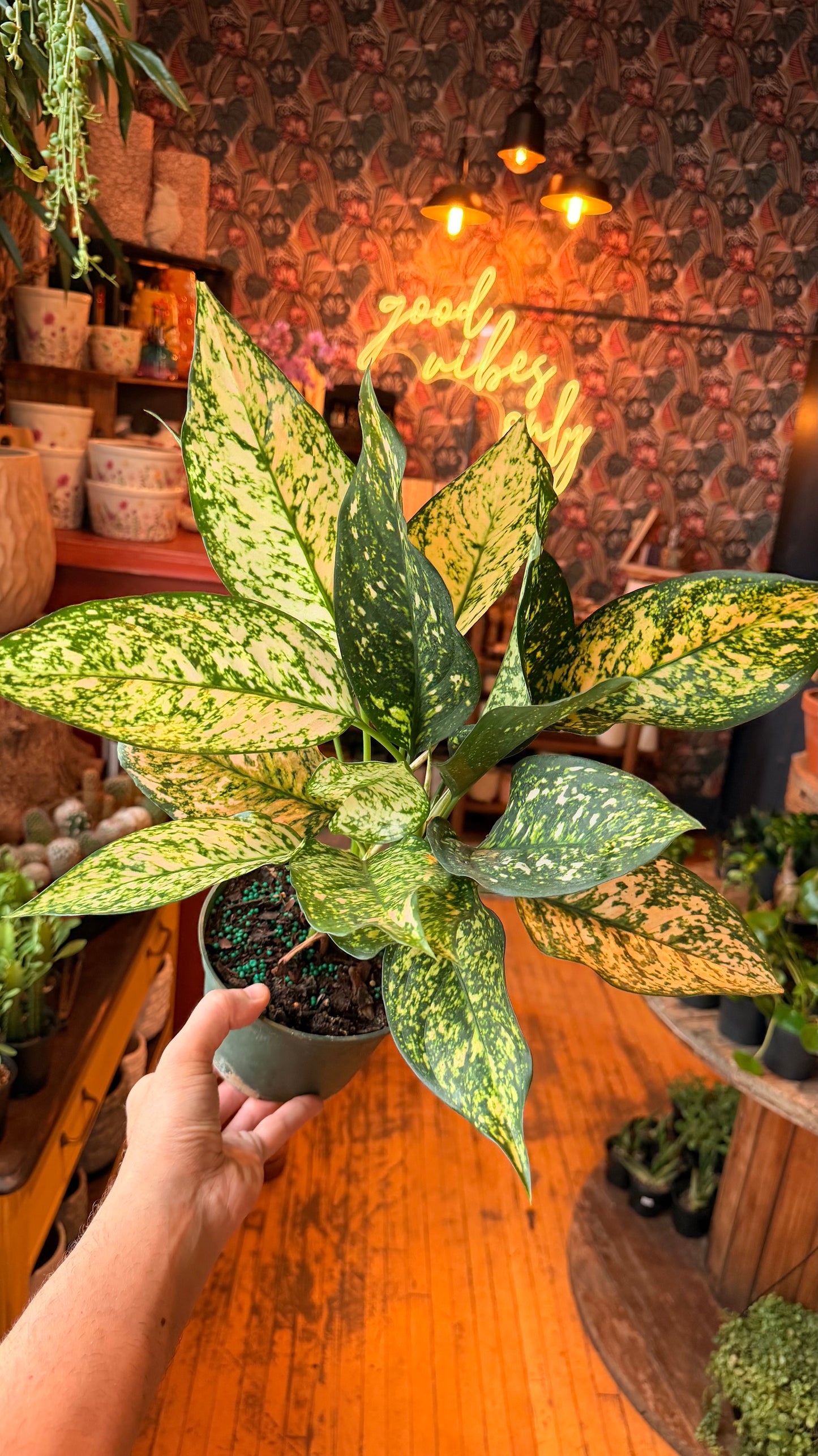 6” Etta Rose Aglaonema