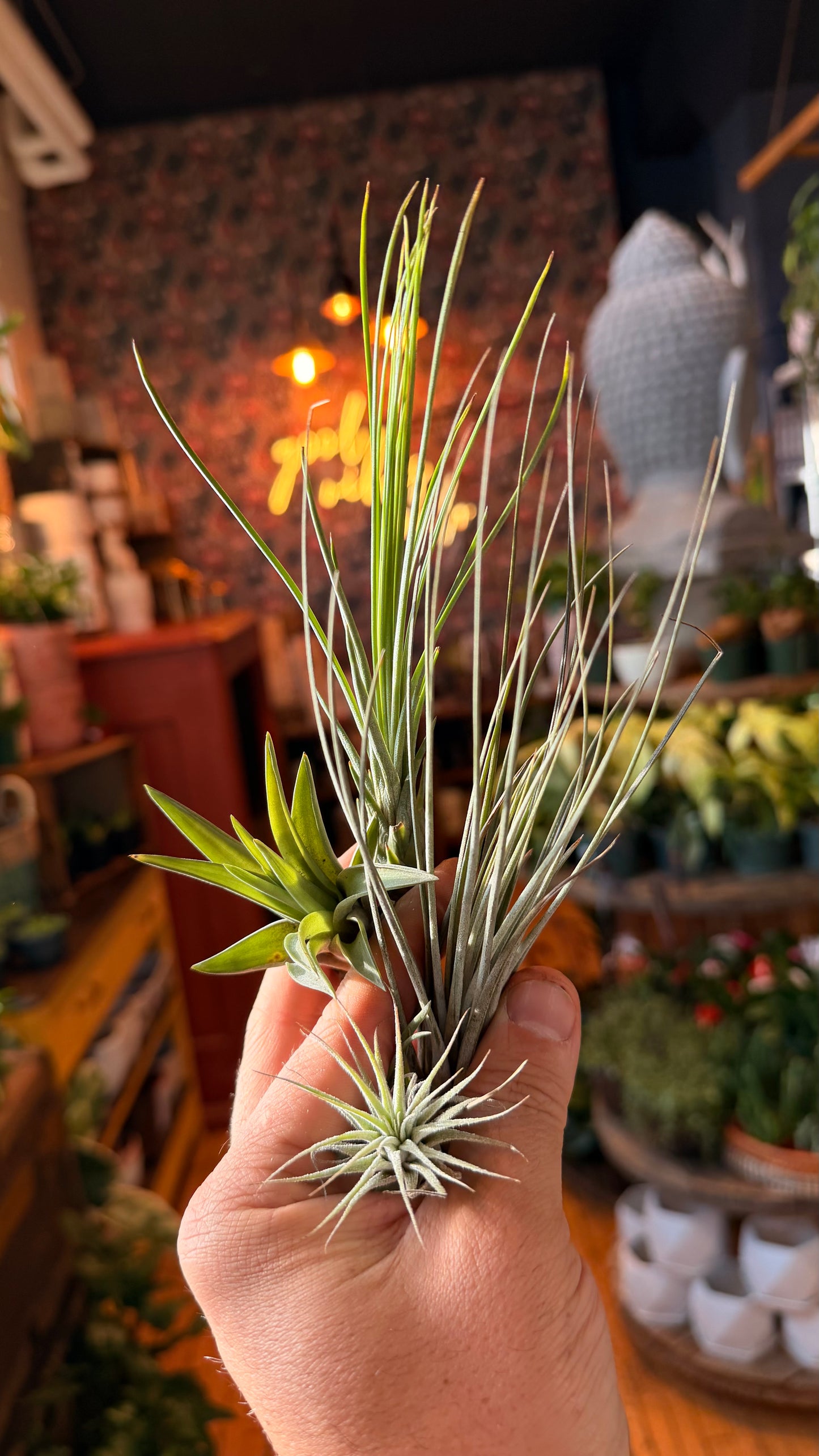 Small Airplant Assorted