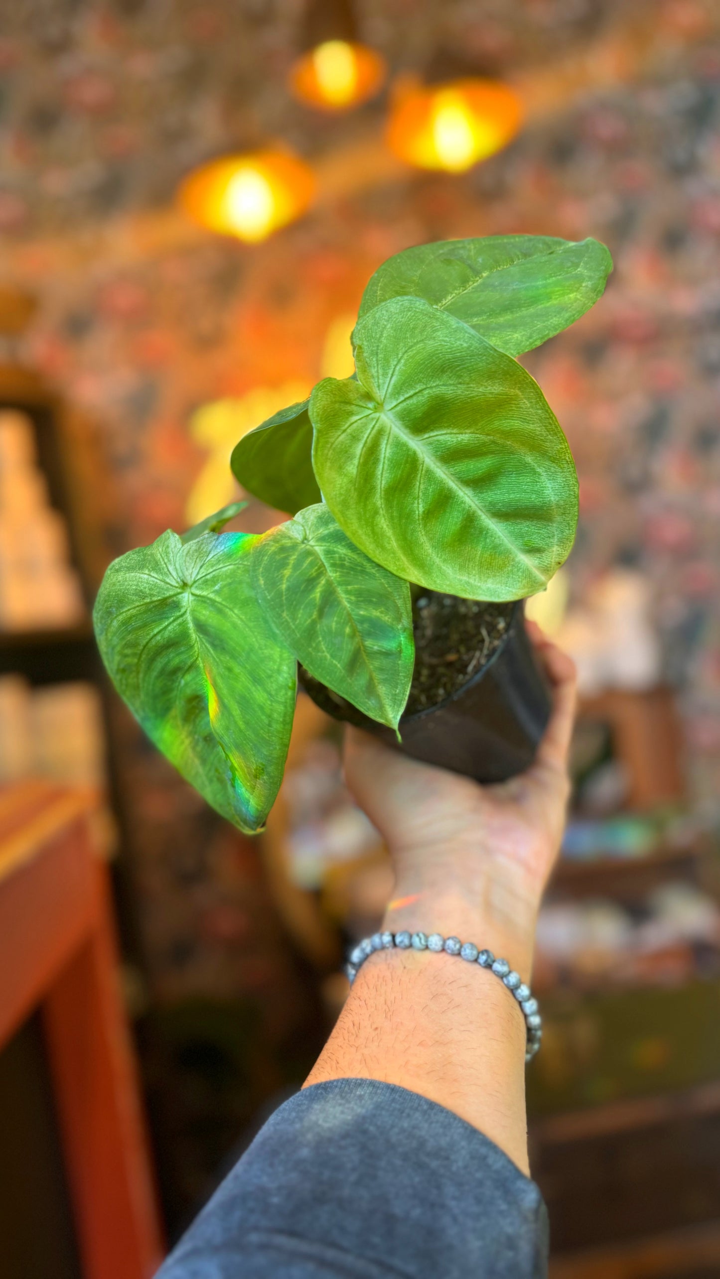 4” Frosted Heart Syngonium