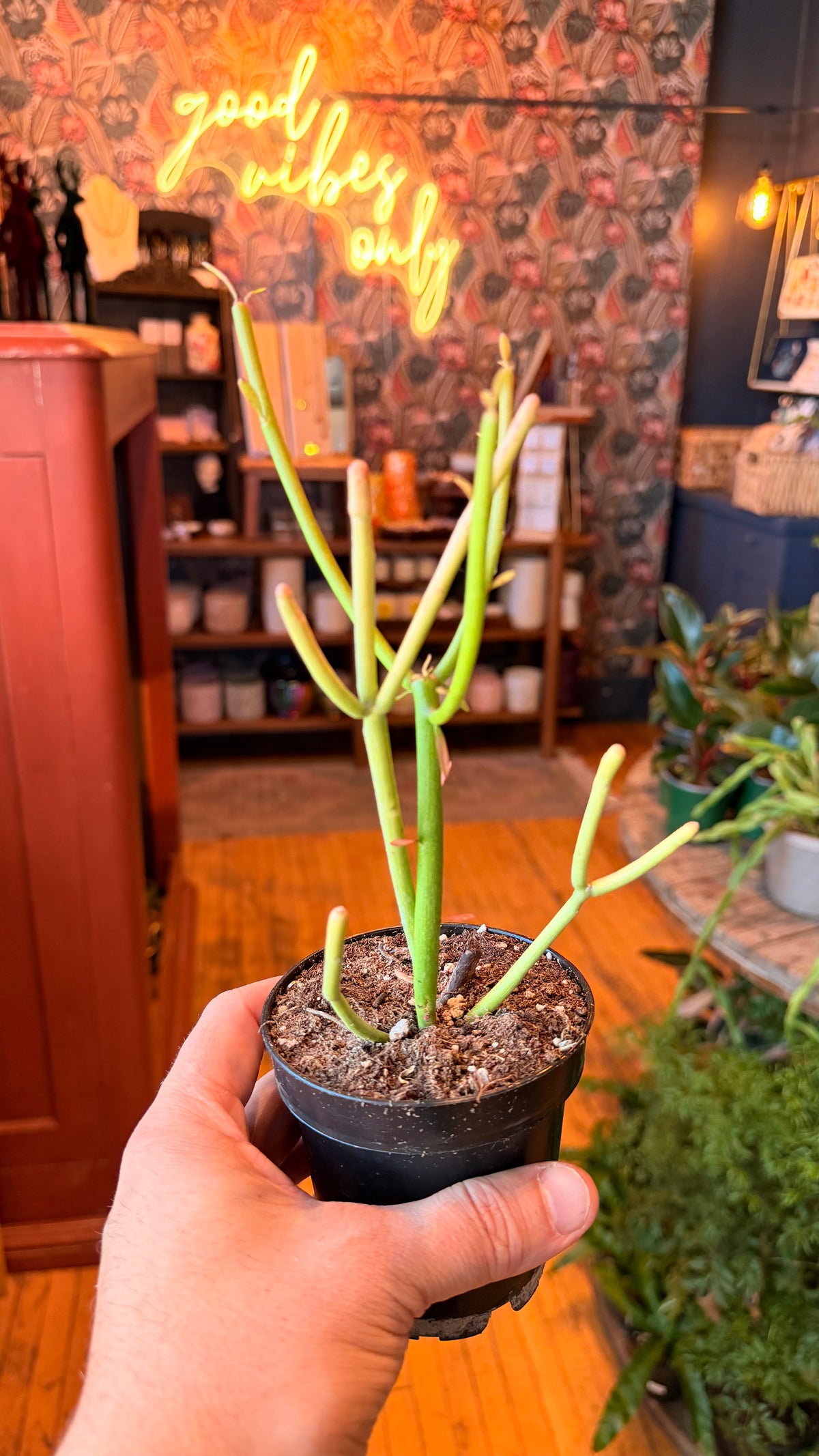 3.5” Firestick Euphorbia