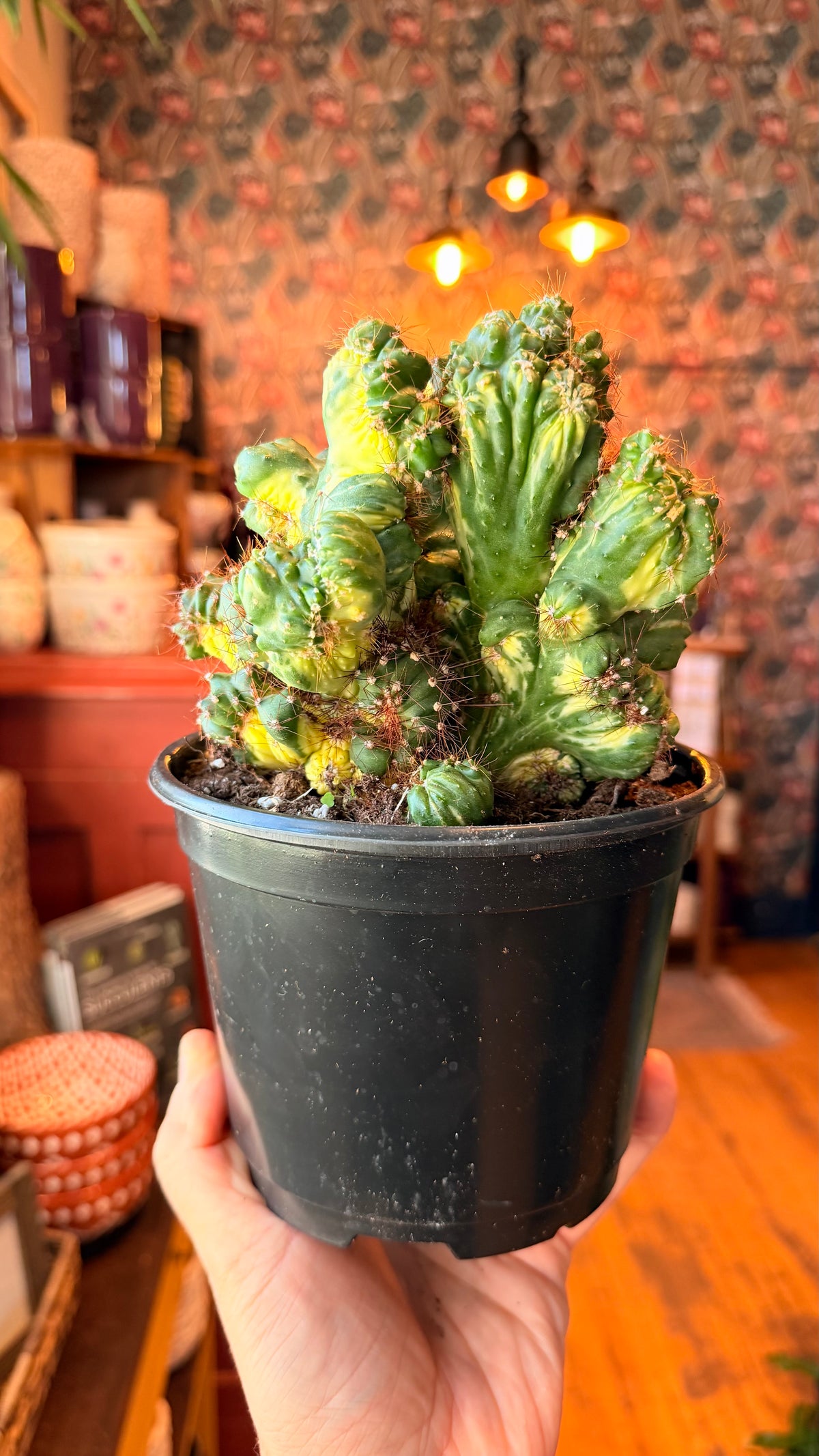 6” Cereus Geometrizans Varieagated Cactus