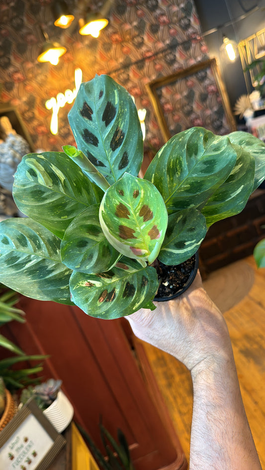 4” Variegated Prayer Plant