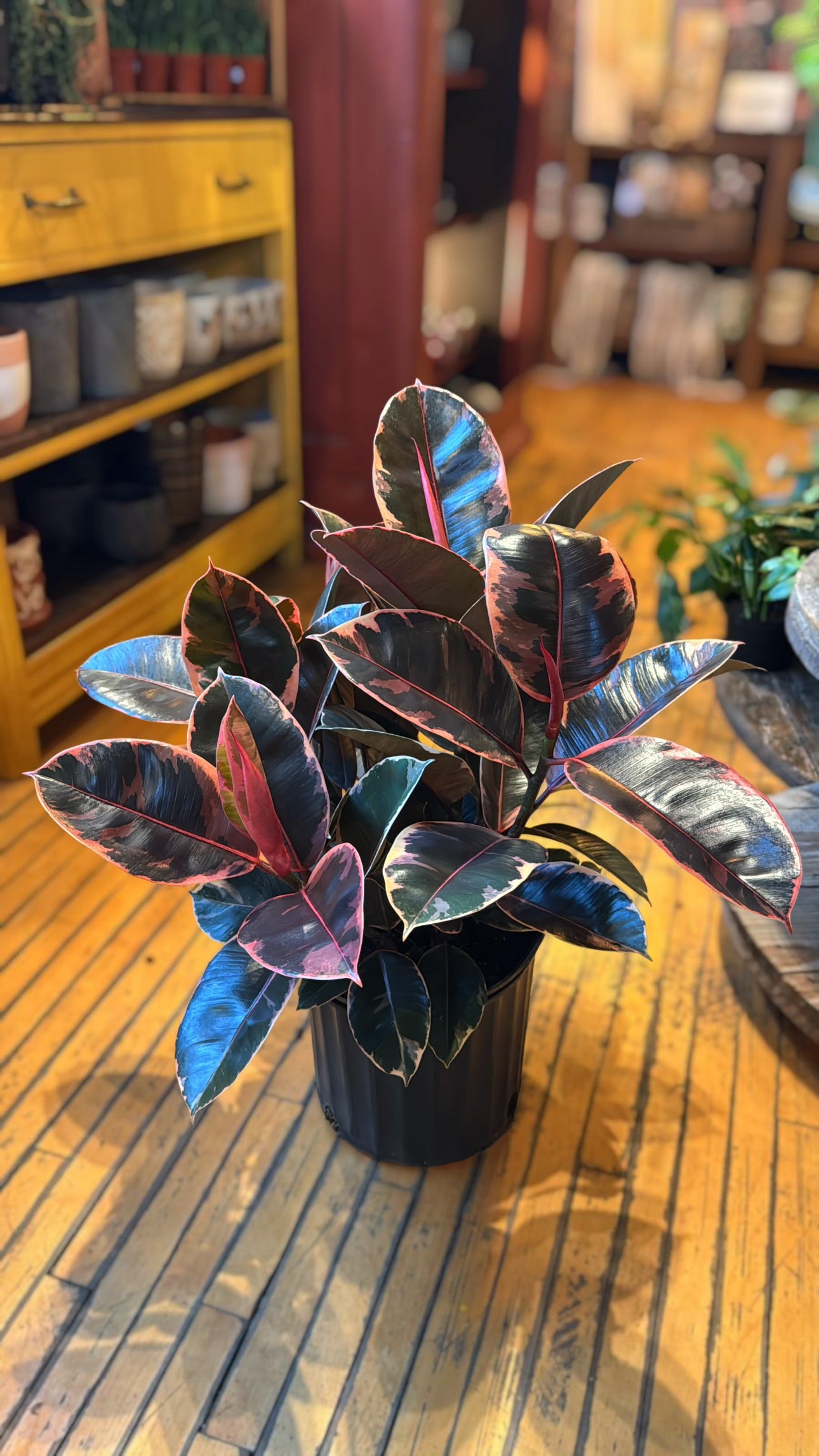 10” ‘Ruby’ Rubber Tree Plant