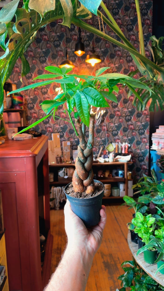 4” ‘Harley Braid’ Money Tree