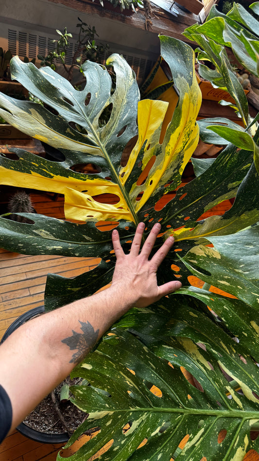 17” Thai Constellation Monstera