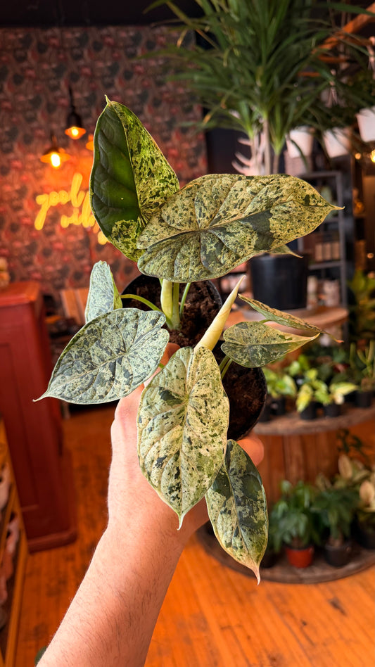 4” Dragons Scale ‘Mint’ Alocasia